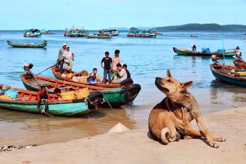 Loài chó bơi giỏi như rái cá, đôi chân có màng như chân vịt - 2