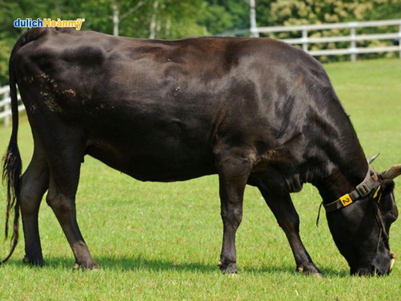 Bò Kobe, giống bò hảo hạng của Nhật Bản
