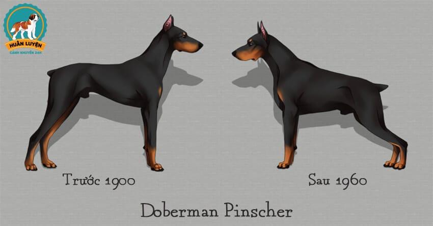 doberman-thuan-chung