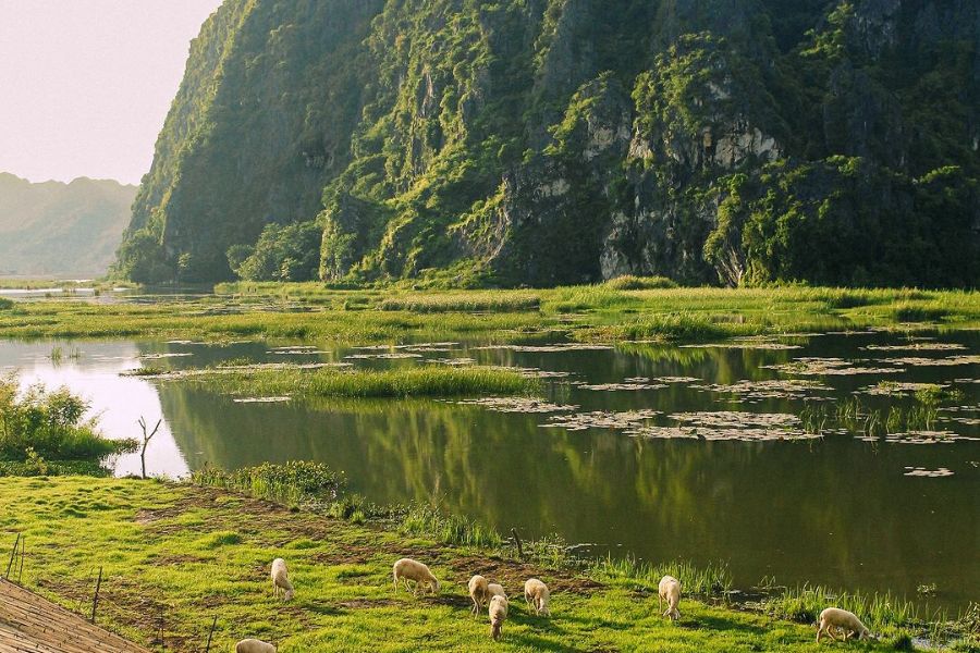 Dive into the peaceful and poetic beauty of Dam Van Long - Ninh Binh