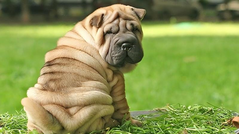 Chó Shar Pei được nuôi ở rất nhiều nước trên thế giới và hầu như chỉ nuôi với vai trò là thú cưng