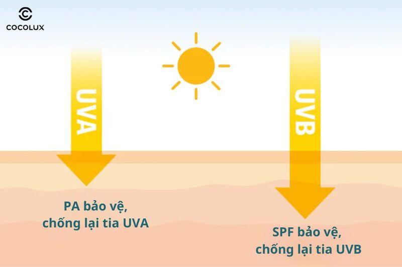 Top 17 kem chống nắng SPF50 PA+++ tốt nhất hè 2024