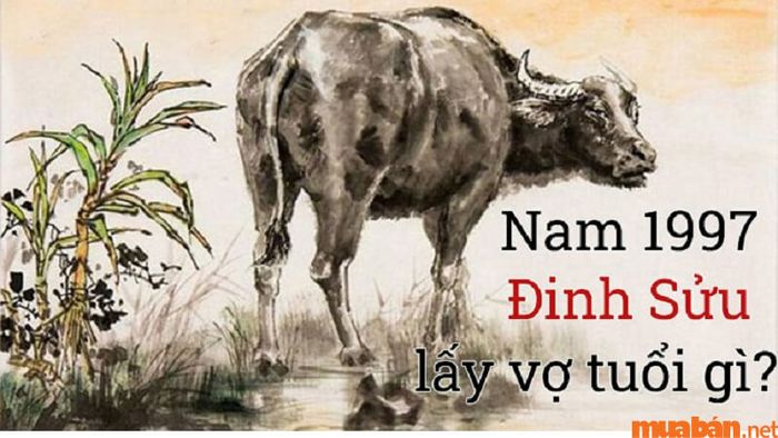Nam Đinh Sửu 1997 và vợ tuổi nào phù hợp?