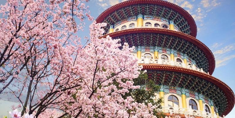 Đi du lịch Đài Loan mùa hoa anh đào nở