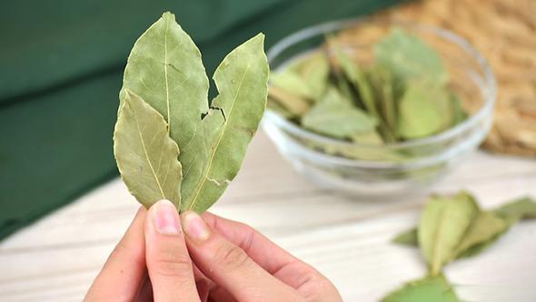 sử dụng lá bay leaves tươi thay vì khô